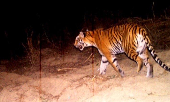 After 44-day hunt, Uttarakhand's man-eater tigress shot dead After 44-day hunt, Uttarakhand's man-eater tigress shot dead