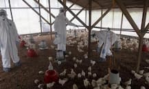 Bird Flu panic mounts people in Delhi, Gwalior after death of 39 birds