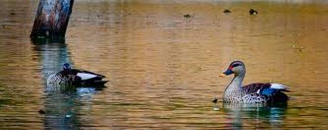 Bird flu scare escalates, ten more ducks found dead in Hauz Khas deer park