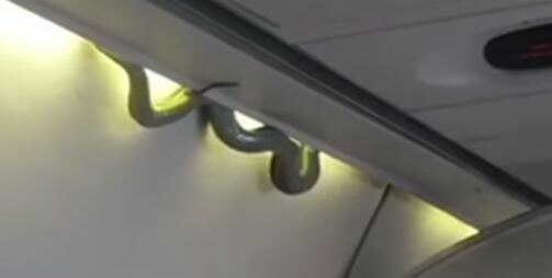 WATCH VIDEO: 'Snake on a plane!' WATCH VIDEO: 'Snake on a plane!'