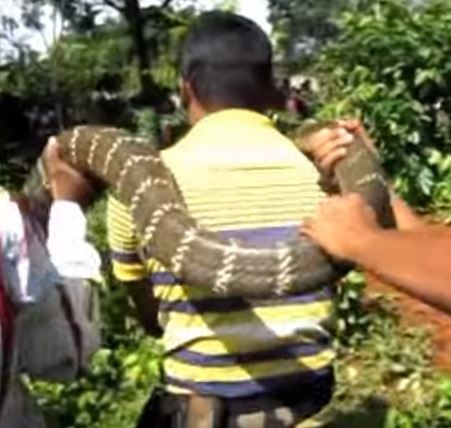 16-ft King Cobra rescued from Similipal Tiger Reserve in Odisha 16-ft King Cobra rescued from Similipal Tiger Reserve in Odisha