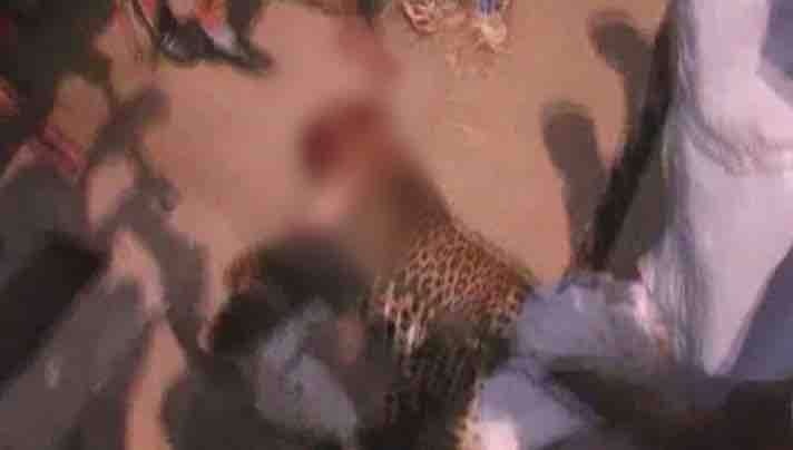 SHOCKING: Leopard hacked to death by mob