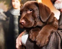 Man chops off puppy's legs in Dwarka area of Delhi