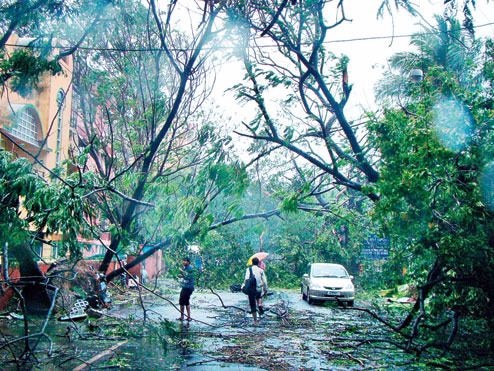 Barrage of trees in Chennai Barrage of trees in Chennai