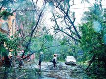 Barrage of trees in Chennai