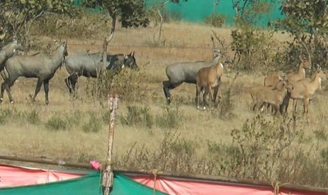 Boma technique retorts legitimise killing of the 'unholy' cow, Blue Bull