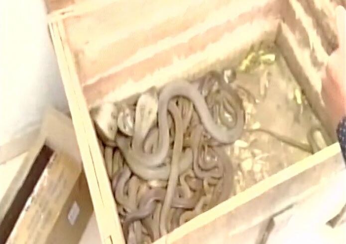 WATCH: Police arrest two with 115 snakes including 70 cobras in Pune