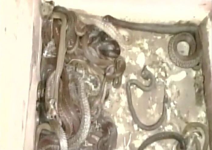 WATCH: Police arrest two with 115 snakes including 70 cobras in Pune WATCH: Police arrest two with 115 snakes including 70 cobras in Pune