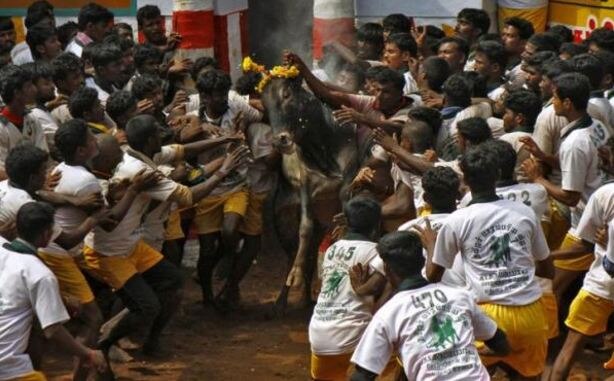 Jallikattu row: AIADMK Chief Sasikala Natarajan writes to Modi, party delegation to meet PM today Jallikattu row: AIADMK Chief Sasikala Natarajan writes to Modi, party delegation to meet PM today