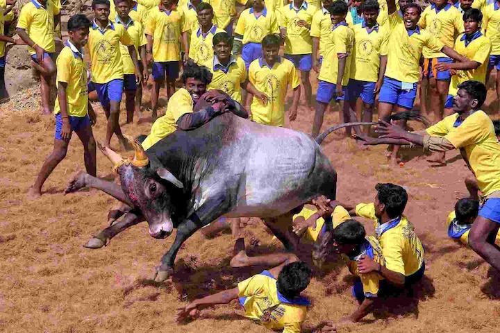 SC refuses to pass order before Saturday on plea challenging Centre's notification allowing Jallikattu SC refuses to pass order before Saturday on plea challenging Centre's notification allowing Jallikattu