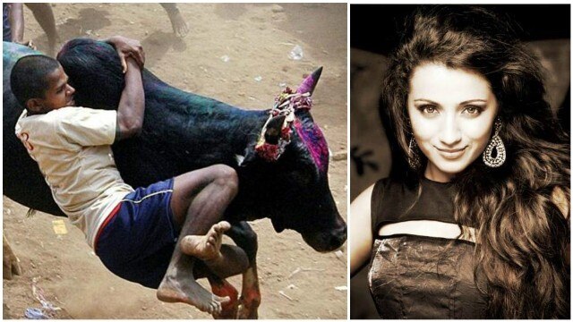 Tamil Nadu: Tension prevails over ban on Jallikattu, Tamil filmdom supports Trisha over bull-taming sport row Tamil Nadu: Tension prevails over ban on Jallikattu, Tamil filmdom supports Trisha over bull-taming sport row