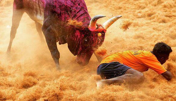 In Jallikattu, a bull vaulter is expected to hang on to the animal's hump for a stipulated distance or hold on to the hump for a minimum of three jumps made by the bull. (IMAGE COURTESY: INSTAGRAM/GETSHOLIDAYS)
