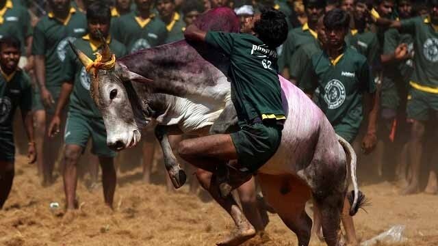 What is Jallikattu: Interesting facts about the bull taming sport What is Jallikattu: Interesting facts about the bull taming sport