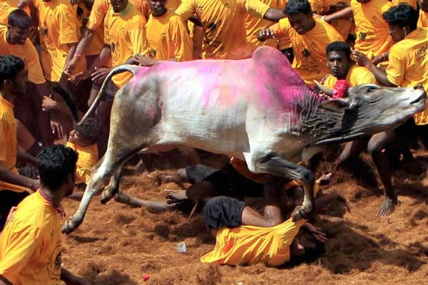 Jallikattu protest intensifies: Tamil Nadu to remain shut to protest ban on the festival Jallikattu protest intensifies: Tamil Nadu to remain shut to protest ban on the festival