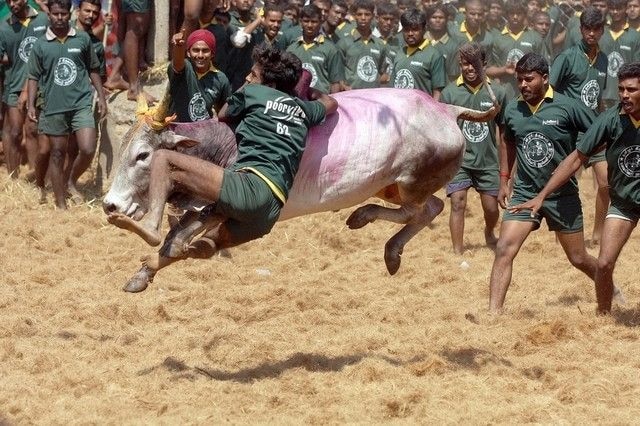 Tamil Nadu: 2 dead, 28 injured in Jallikattu at Pudukottai; 1 dead in Madurai protests Tamil Nadu: 2 dead, 28 injured in Jallikattu at Pudukottai; 1 dead in Madurai protests