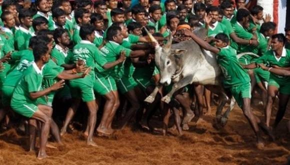 Tamil Nadu: Three spectators killed by bull during Jallikattu Tamil Nadu: Three spectators killed by bull during Jallikattu
