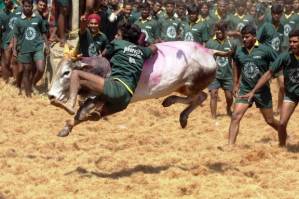 Jallikattu: A tale of protests and bans