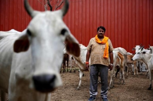 Apex court rejects PIL seeking complete ban on cow slaughter Apex court rejects PIL seeking complete ban on cow slaughter