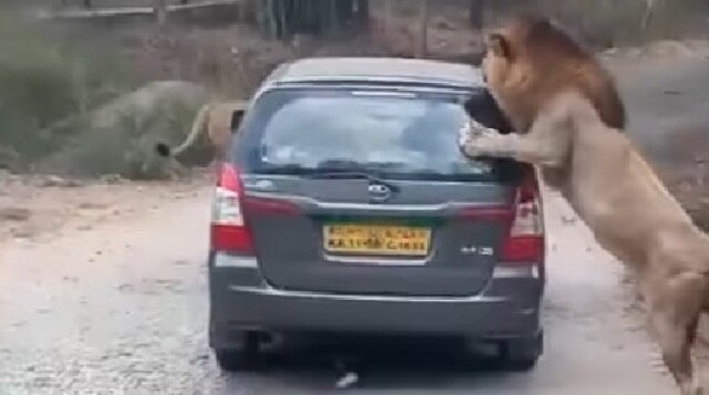 Video: Lion attacks car in Bannerghatta National Park, Bengaluru 	 Video: Lion attacks car in Bannerghatta National Park, Bengaluru