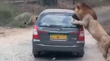 Video: Lion attacks car in Bannerghatta National Park, Bengaluru