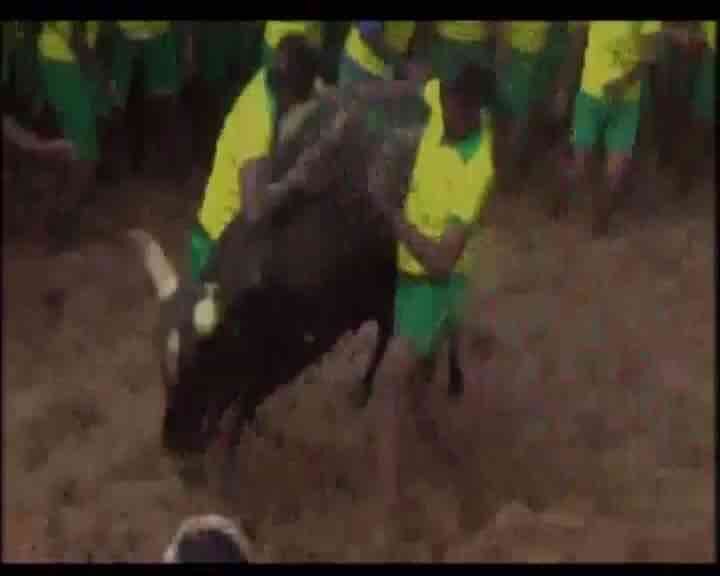 Jallikattu: 36 bull-tamers injured in Madurai's Avanipuram, Tamil Nadu Jallikattu: 36 bull-tamers injured in Madurai's Avanipuram, Tamil Nadu