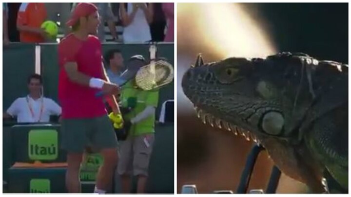 Iguana creeps up on mid-court, causes stoppage in Miami Open Iguana creeps up on mid-court, causes stoppage in Miami Open