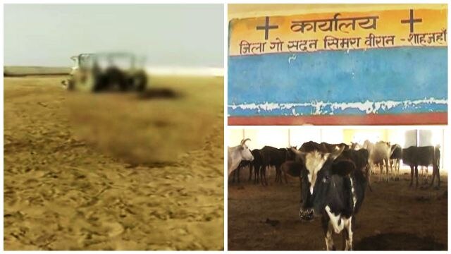 Pitiable condition of over 120 cows in Uttar Pradesh's Shahjahanpur Pitiable condition of over 120 cows in Uttar Pradesh's Shahjahanpur
