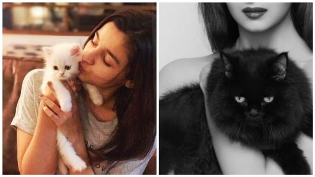 Boldness redefined! Alia Bhatt's topless picture with cat sets the temperature soaring Boldness redefined! Alia Bhatt's topless picture with cat sets the temperature soaring