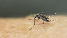 WHO confirms first three cases of Zika virus in India, from Ahmedabad