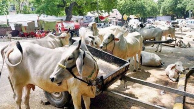 Declare cow national animal, says Rajasthan HC     Declare cow national animal, says Rajasthan HC