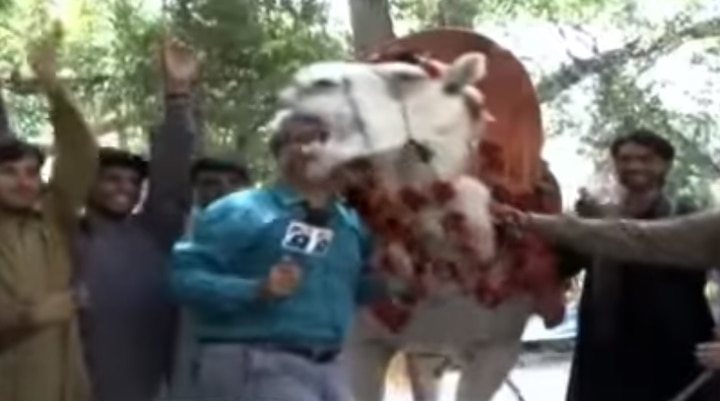 Camel tries to bite Pakistani reporter's face after predicting winner of India-Pakistan clash Camel tries to bite Pakistani reporter's face after predicting winner of India-Pakistan clash