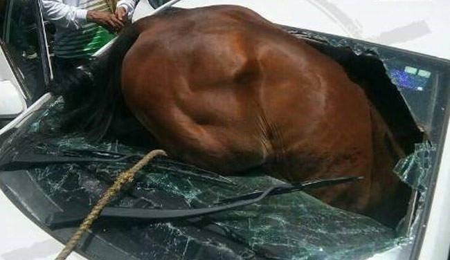 Jaipur: Horse loses 'cool',  gets stuck into windscreen of car Jaipur: Horse loses 'cool',  gets stuck into windscreen of car