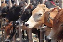 Second Meghalaya BJP leader resigns over cattle slaughter ban