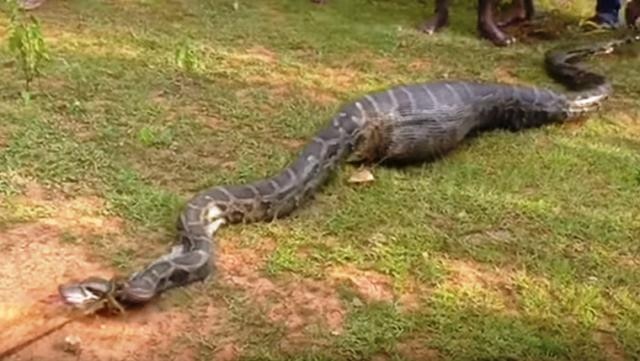 Assam: Watch Python swallows whole goat, localities tie rope around reptile's neck Assam: Watch Python swallows whole goat, localities tie rope around reptile's neck