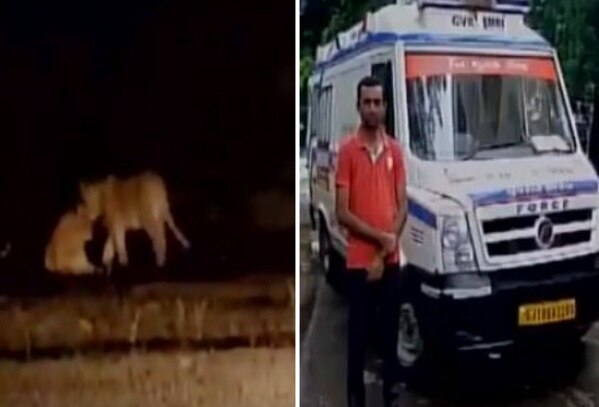 Gujarat: Woman gives birth surrounded by lions Gujarat: Woman gives birth surrounded by lions