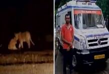 Gujarat: Woman gives birth surrounded by lions