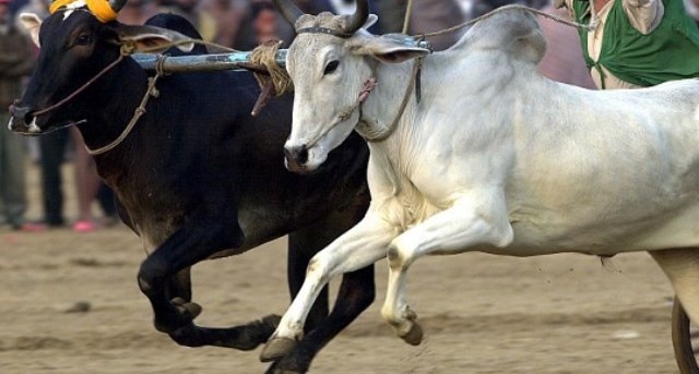 Bulls to pay for sins of cow vigilantes Bulls to pay for sins of cow vigilantes