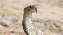Indore: Woman, daughter hospitalised after they ate snake with cabbage!