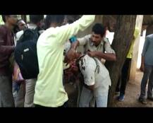 200 cows die at cow shed: BJP leader Harish Verma assaulted by Youth Congress workers