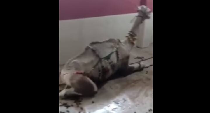 A Hindu temple near Karachi airport being used by Muslims to keep sacrificial animals. Shameful! Via Chander Parkash Khatri #minorities. Express Tribune journalist Bilal Farooqui captioned the video.
