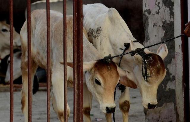 Jharkhand: Two lynched on suspicion of cattle-theft Jharkhand: Two lynched on suspicion of cattle theft