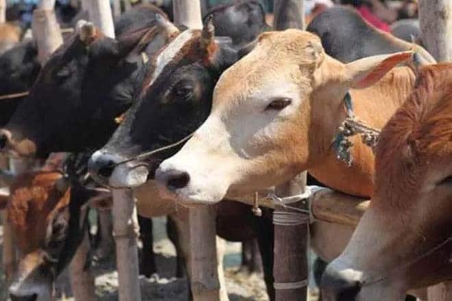 2 Dalits tonsured, paraded on charges of stealing cows 2 Dalits tonsured, paraded on charges of stealing cows