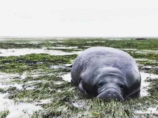This photo provided by Michael Sechler shows a stranded manatee in Manatee County, Fla., Sunday, Sept. 10, 2017. The mammal was stranded after waters receded from the Florida bay as Hurricane Irma approached. (Michael Sechler via AP)