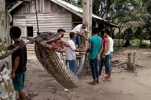 Indonesian villagers eat 'defeated' giant python Indonesian villagers eat 'defeated' giant python