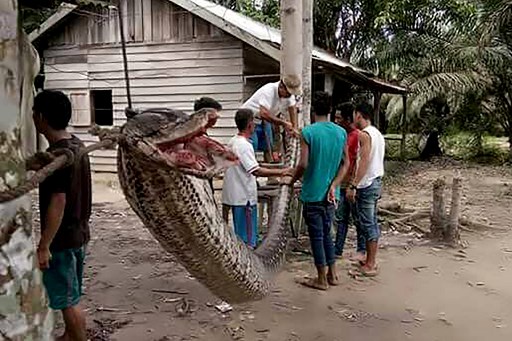 Indonesian villagers eat \'defeated\' giant python