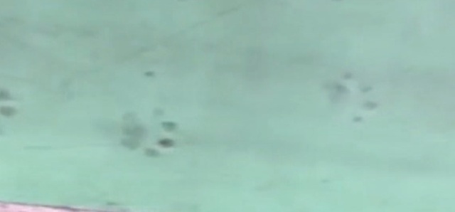 IN PICS: Leopard enters Maruti Suzuki plant in Manesar 