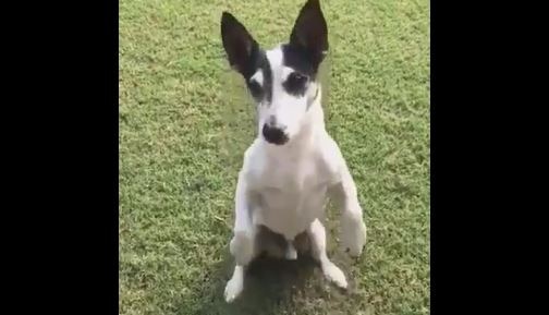 Pidi: This dog ‘declares’ it tweets for Congress VP Rahul Gandhi Pidi: This dog 'declares' it tweets for Congress VP Rahul Gandhi
