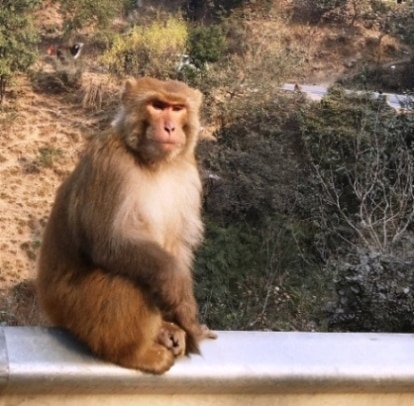 Cong, BJP promise to put monkeys out of business in Himachal Pradesh Cong, BJP promise to put monkeys out of business in Himachal Pradesh