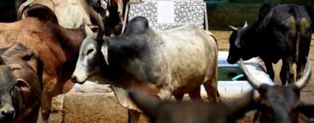 Alwar: Gau rakshaks kill one, injure another in Rajasthan Muslim man transporting cows killed in Alwar but not by 'Gau Rakshaks'