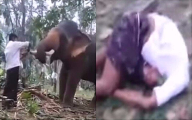 Viral video: Man tries to KISS elephant in Kerala, gets tossed Viral video: Man tries to KISS elephant in Kerala, gets tossed